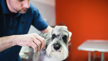 Zdjęcie zawodu Groomer